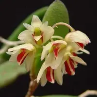 Dendrobium rigidum sp.