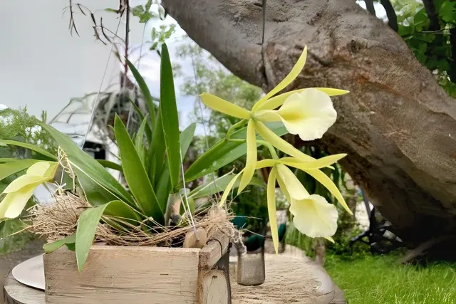 Brassavola nodosa 'Lime-Sherbet' (Brassavola)