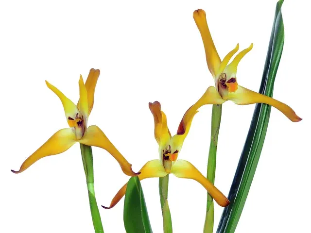 Maxillaria Cuencanita (Maxillaria)