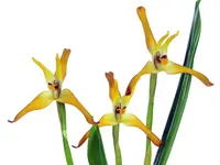 Maxillaria Cuencanita
