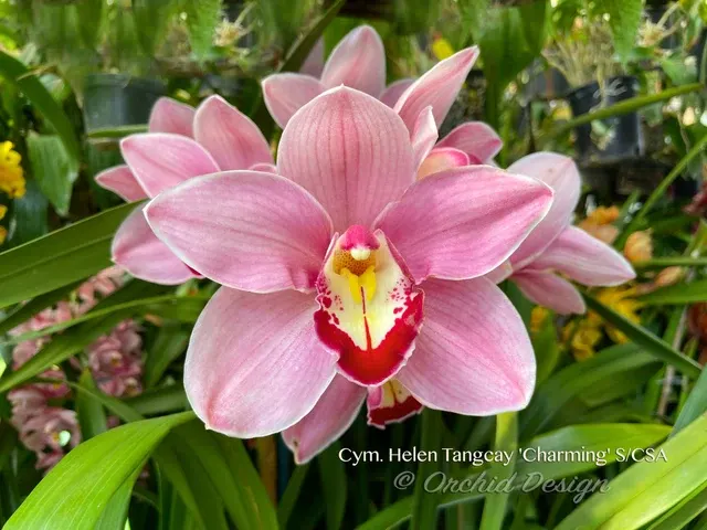 Cymbidium Helen Tangcay 'Charming' (Cymbidium)