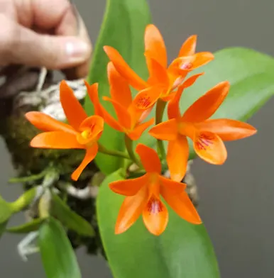 Cattleya aurantiaca x sib 'Marigold'