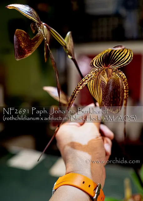 Paphiopedilum Johanna Burkhardt 'Gold Star' (Paphiopedilum)