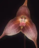 Dracula gigas