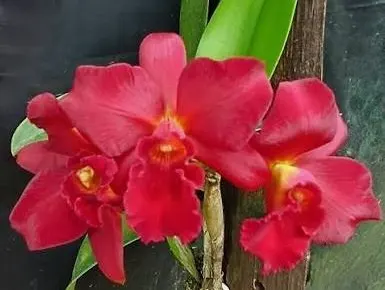 Cattlianthe Mini Doris 'Red Dragon' (Cattlianthe)