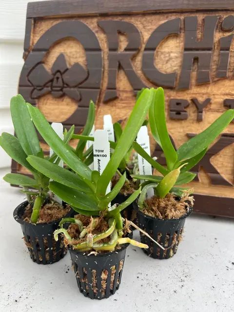 Aerides houlltiana alba (Aerides)