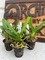 Aerides houlltiana alba (s)