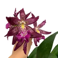 Beallara Marfitch ‘Howard’s Dream’ (0.60m)