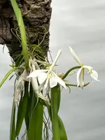 Epidendrum falcatum
