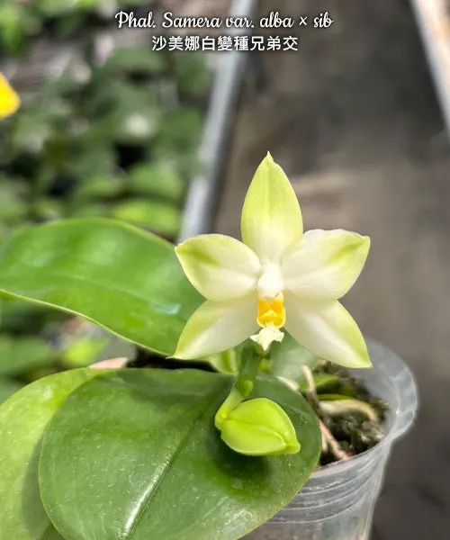 Phalaenopsis Samera var. alba (Phalaenopsis)