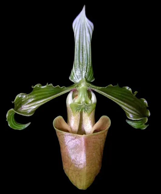 Paphiopedilum bungebelangi (Paphiopedilum)