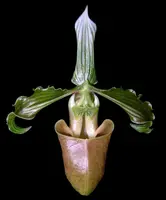 Paphiopedilum bungebelangi. (sibling cross)