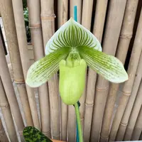 Paph. Maudiae (Green & White) - Bud