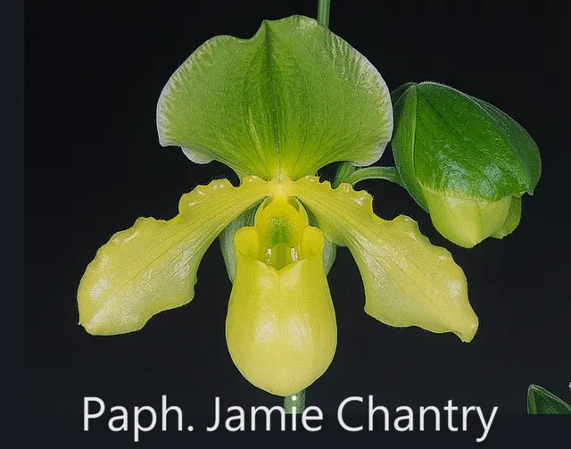 Paphiopedilum Jamie Chantry (Paphiopedilum)