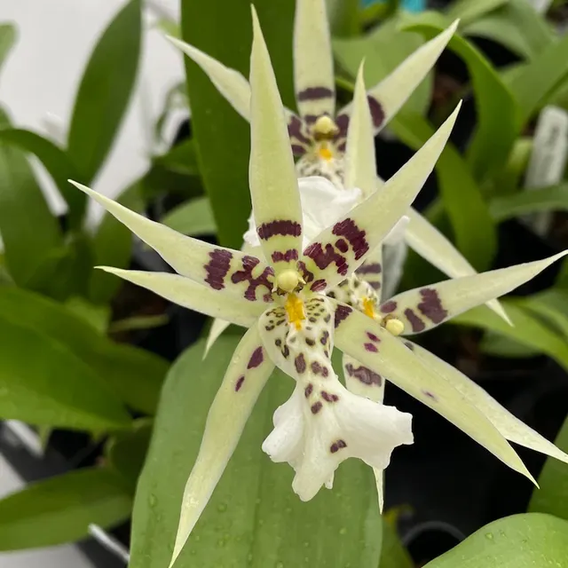 Oncidium Phoenix Rising 'White Light' (Oncidium)