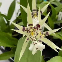 Near Mature Orchid Oncidium Mtssa. Phoenix Rising 'White Light' Live PLant