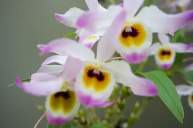 Dendrobium findlyanum v oculatum x sib
