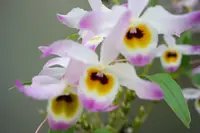 Dendrobium findlyanum v. oculatum x sib