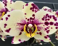 Matured Phalaenopsis Symphony with Buds