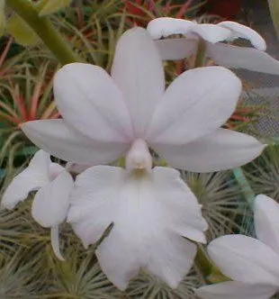 Calanthe Sedenii