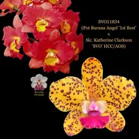 Cattleya Orchid Hybrid SVO11834 (Pot. Burana Angel '1st Best' x Slc. Katherine Clarkson 'SVO' HCC/AOS)