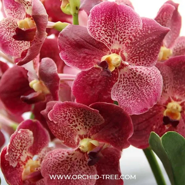 Vanda Kriengchai Brownie (Vanda)