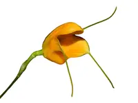 Masdevallia glomerosa