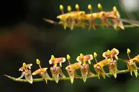 Sigmatostalix picta