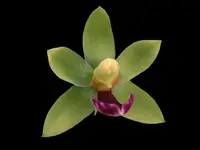 Dichaea trulla