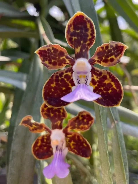 Papilionanda Motes Rajah Varuna (Papilionanda)