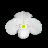 [Bare-root] Paph. thaianum x sib 泰國小白兜 [2.4 BS][July in stock]