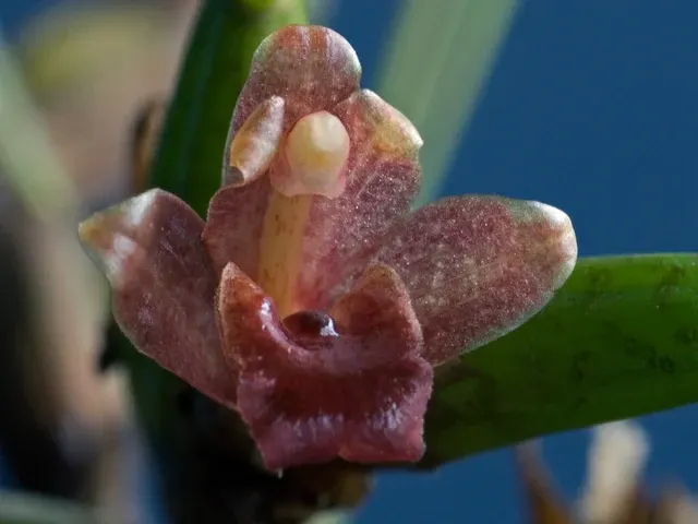 Maxillaria nardoides (Maxillaria)