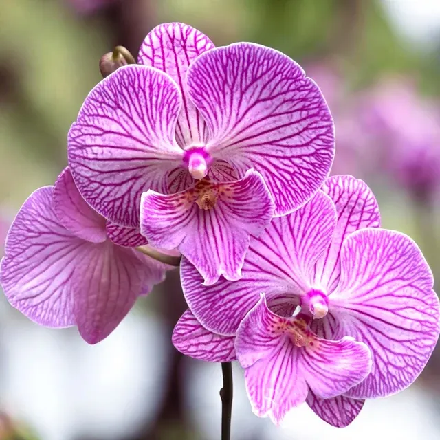 Phalaenopsis 'Lizard King'