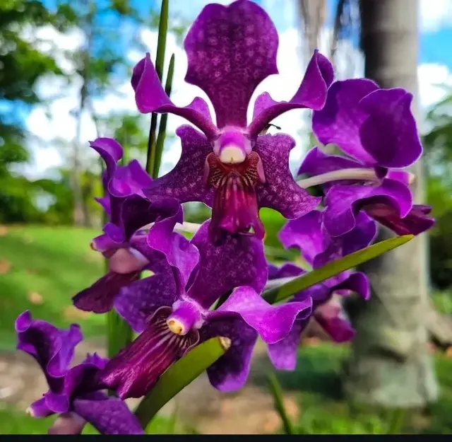 Vanda Hybrid Sun Blue (Vanda)