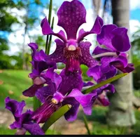 Vanda Hybrid Sun Blue