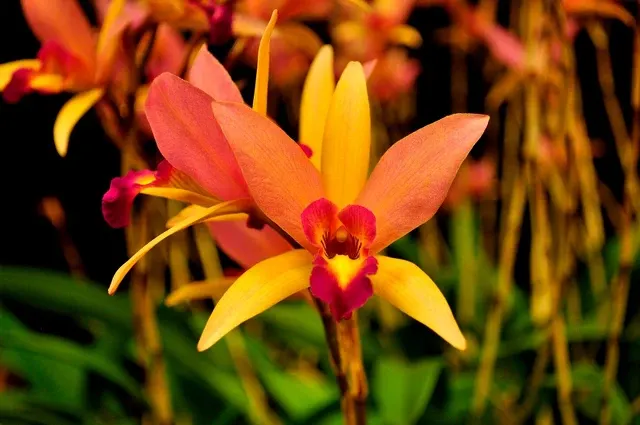 Laeliocattleya Santa Barbara Sunset 'ShowTime' (Laeliocattleya)