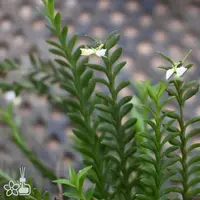 [Bare-root] Appendicula buxifolia [2.5" BS][Jun in stock]