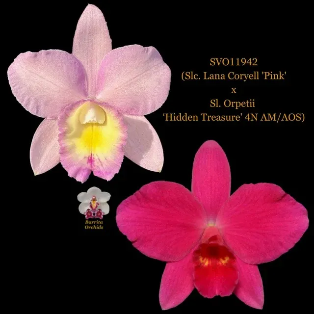 Cattleya Orchid Hybrid SVO11942 'Pink'