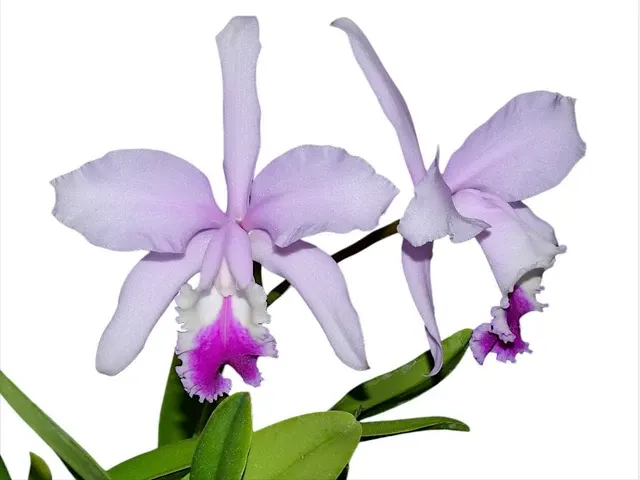 Cattleya Thayeriana (Cattleya)