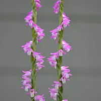 [Bulbs][Import AS-IS] Spiranthes sinensis [2.5" BS][July Preorder 26]