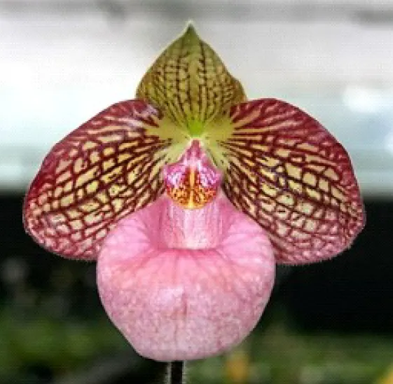 Paphiopedilum Fanaticum (Paphiopedilum)