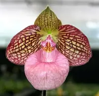 Paph. Fanaticum (micranthum x malipoense)
