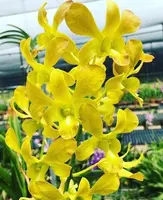 Ready to Flower Size Dendrobium Prai Yellow
