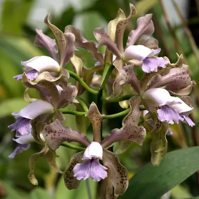 Cattleya Leoloddiglossa Coerulea