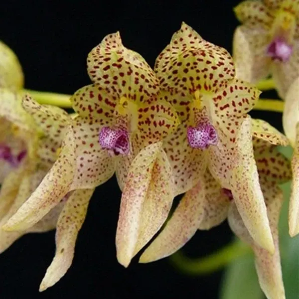 Bulbophyllum umbellatum sp (Bulbophyllum)
