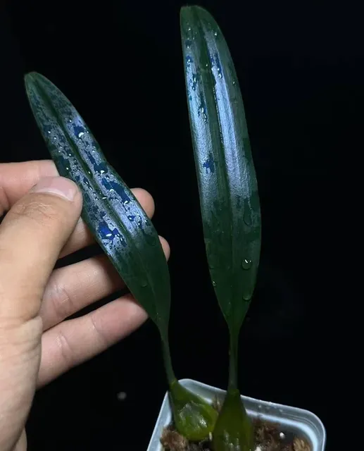Bulbophyllum thydoi (Bulbophyllum)