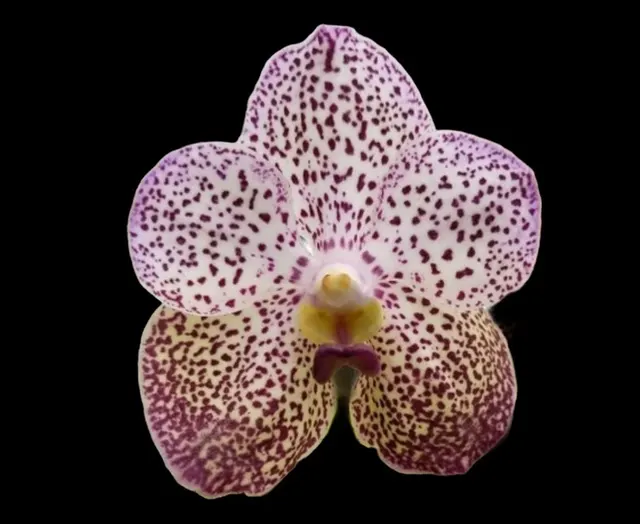Vanda Kulwadee Fragrance