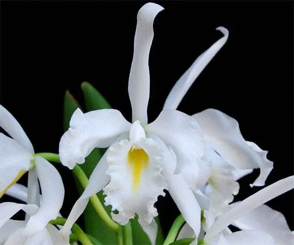 Cattleya maxima var alba x 'Kathleen' (Cattleya)