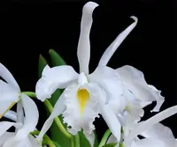 Cattleya maxima var alba 'Kathleen' x Cattleya candida 'Tsubota Splash'