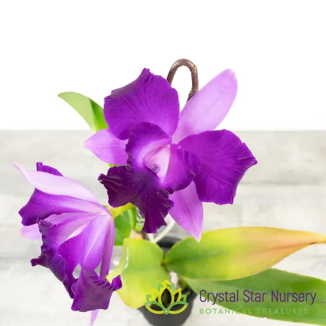 Rhyncholaeliocattleya Alisun Spring x Alisun Blue Star 'Nui Nui Tear' (Rhyncholaeliocattleya)